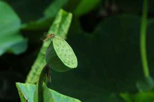 延寿禅师赎鳞虫得度