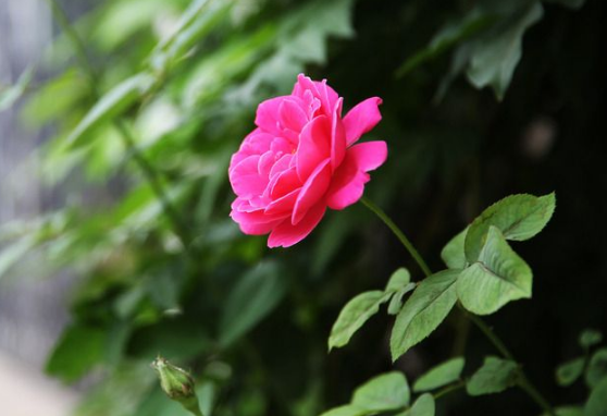 菩萨投身饲饿虎起塔因缘经全文