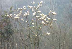 弘扬净土  普渡众生(民国印光)